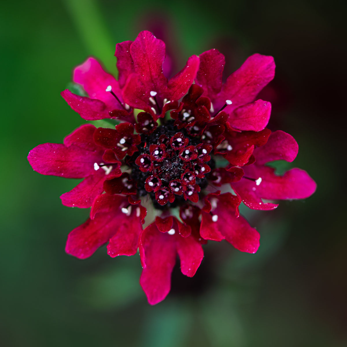Ruby Heart