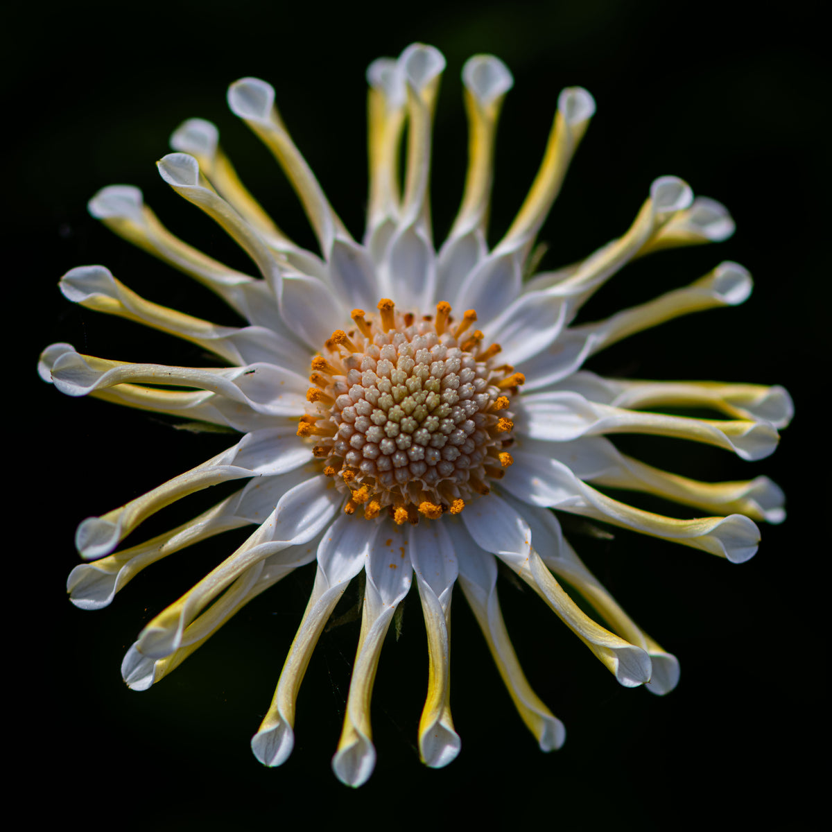 Starburst