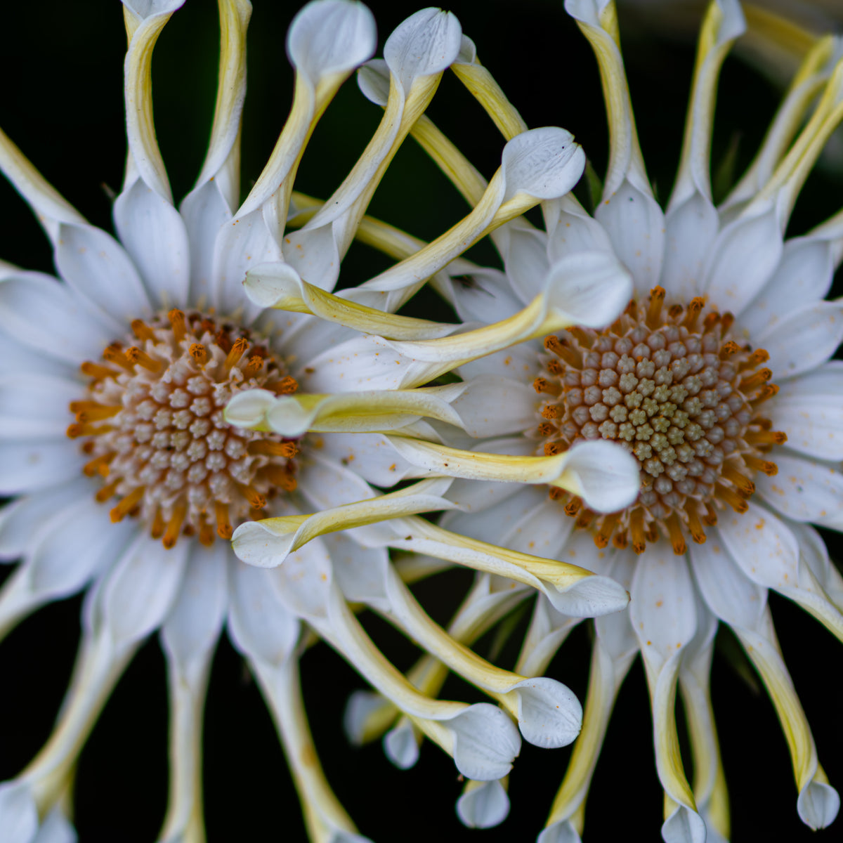 Conversation in White