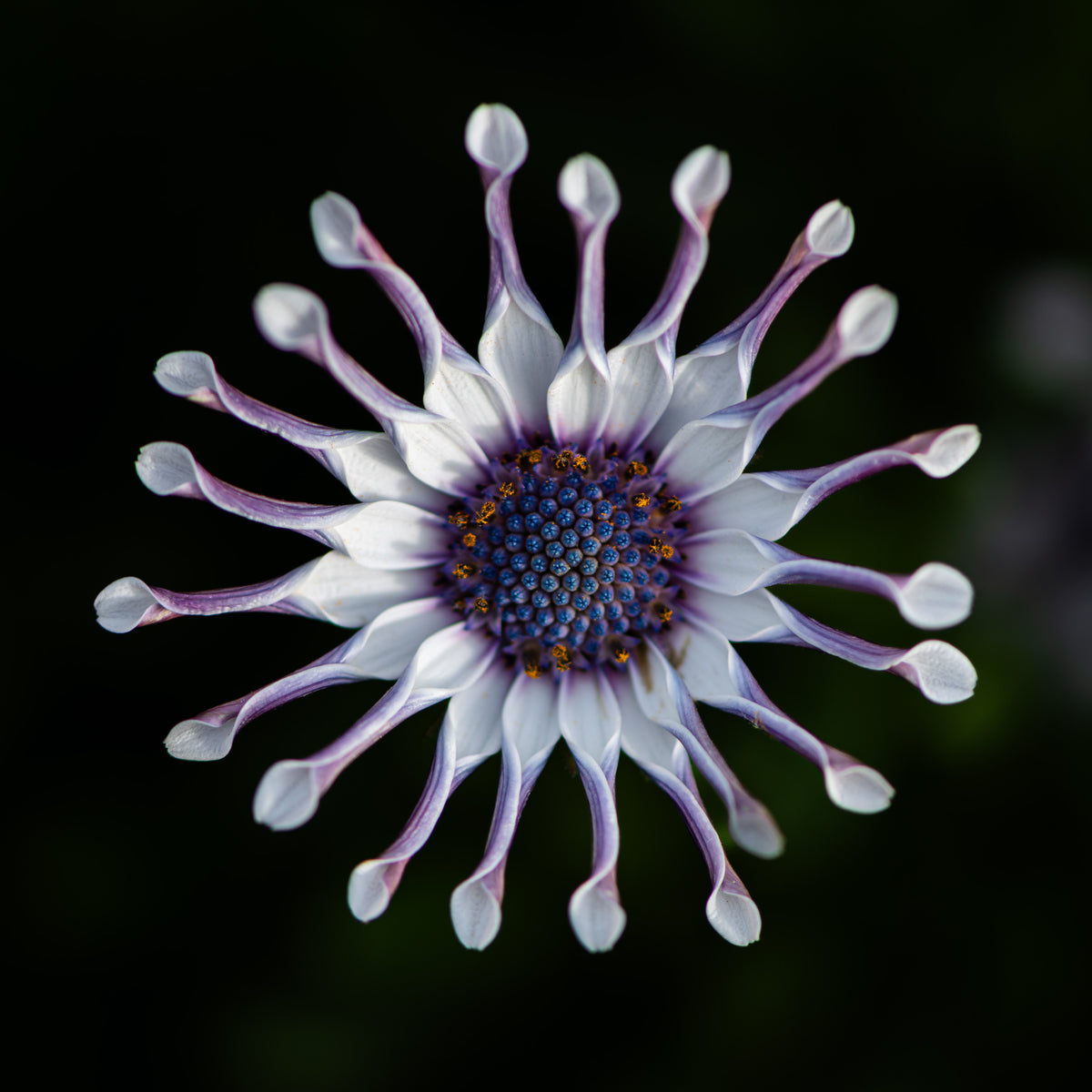 Violet Halo