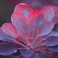Blush of Evening
