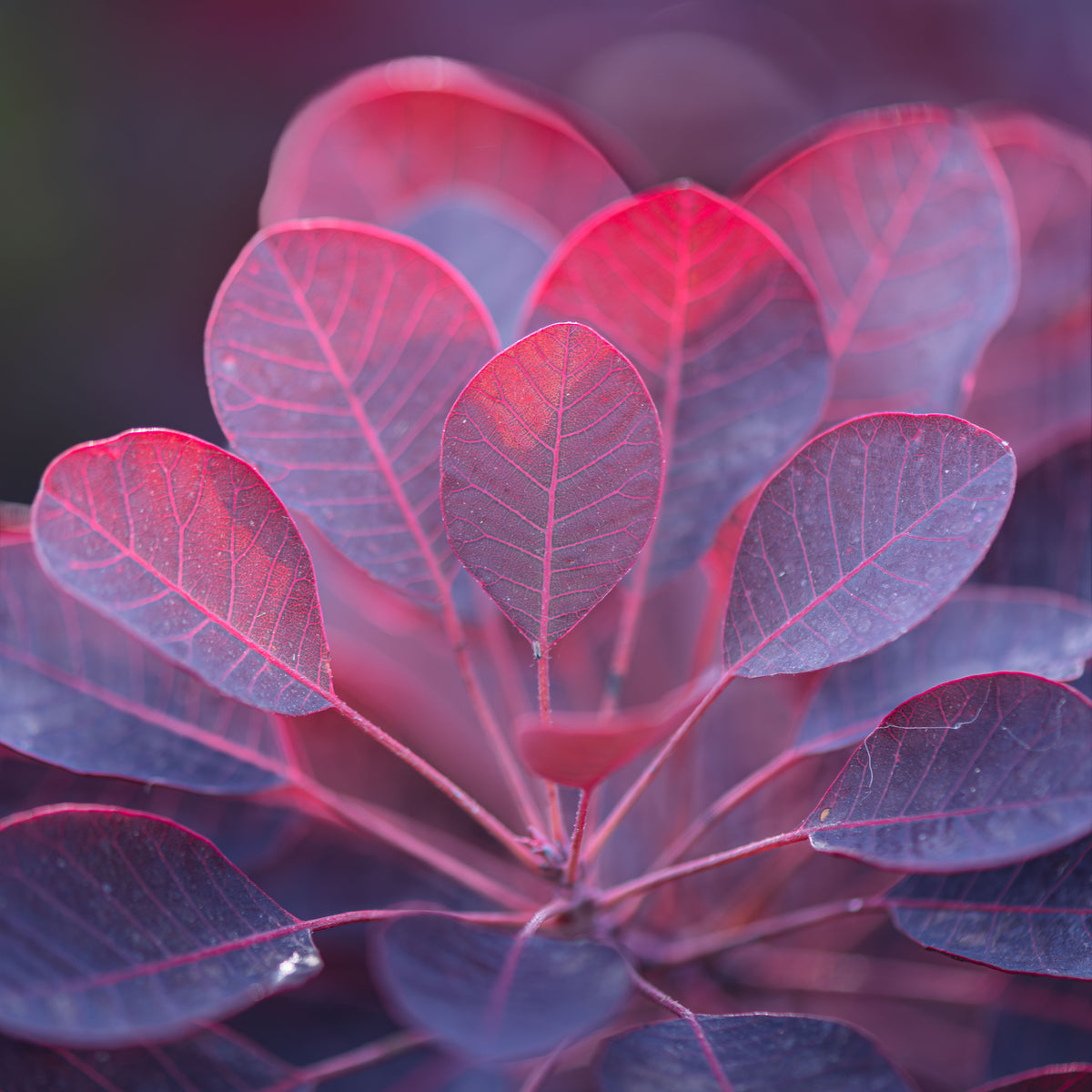 Blush of Evening