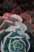 Succulent Geometry