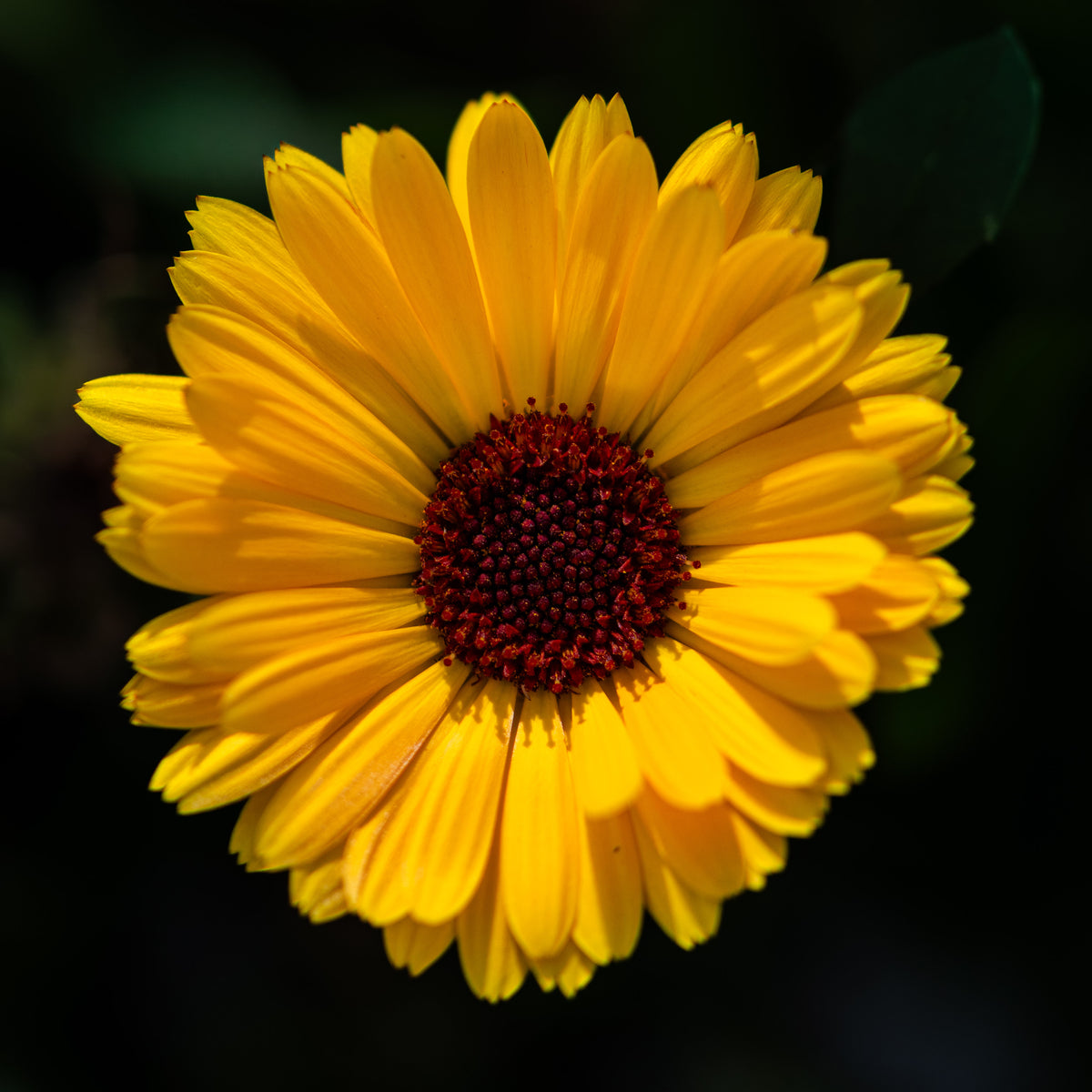 Sunlit Heart