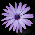 Lavender Silence