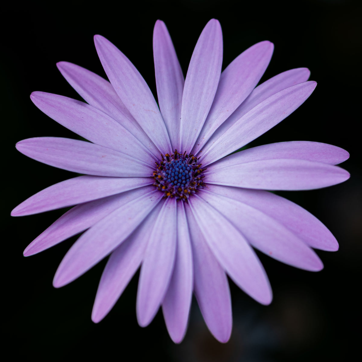 Lavender Silence