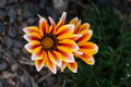 Golden Flame