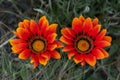 Orange Beacons