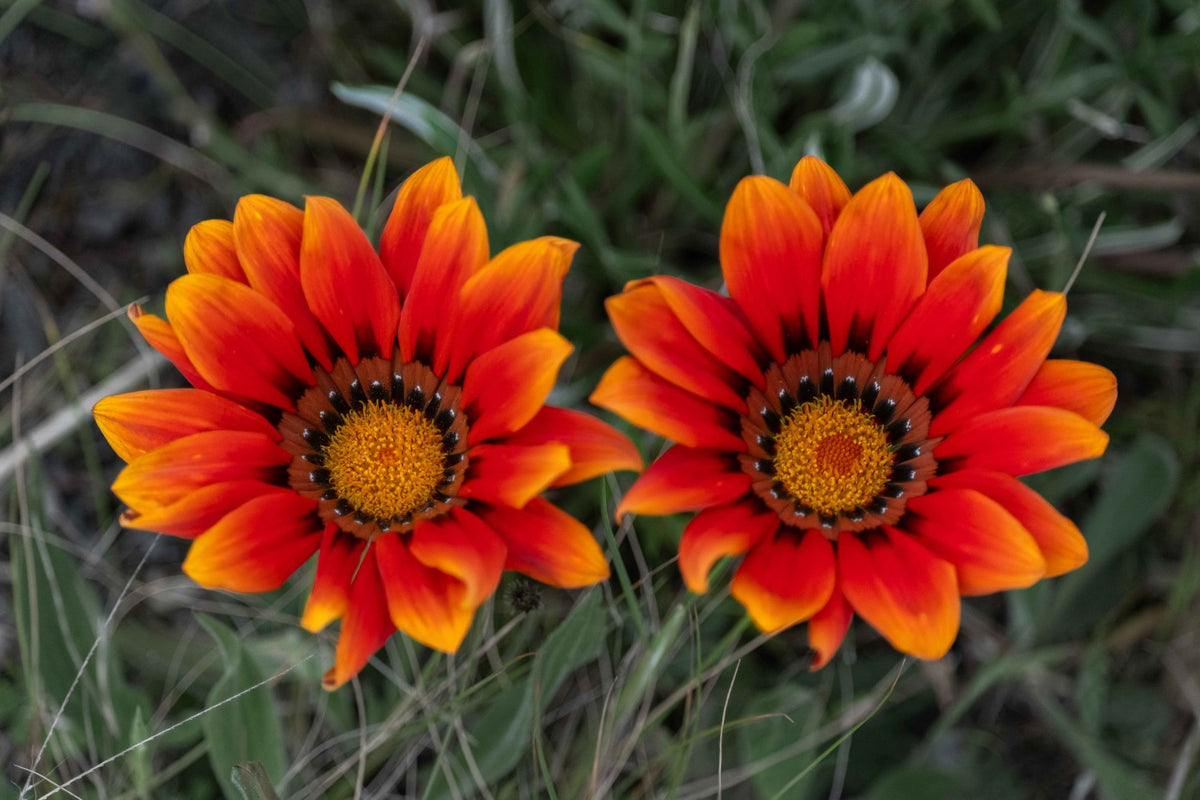Orange Beacons