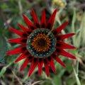 Treasure Flower, Sea Lake