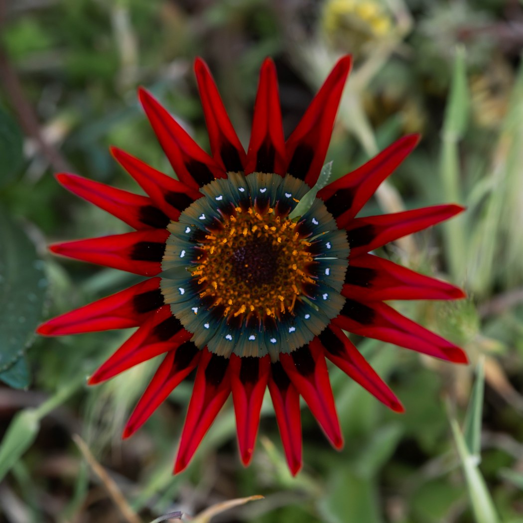 Treasure Flower, Sea Lake