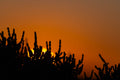 Orange Dusk