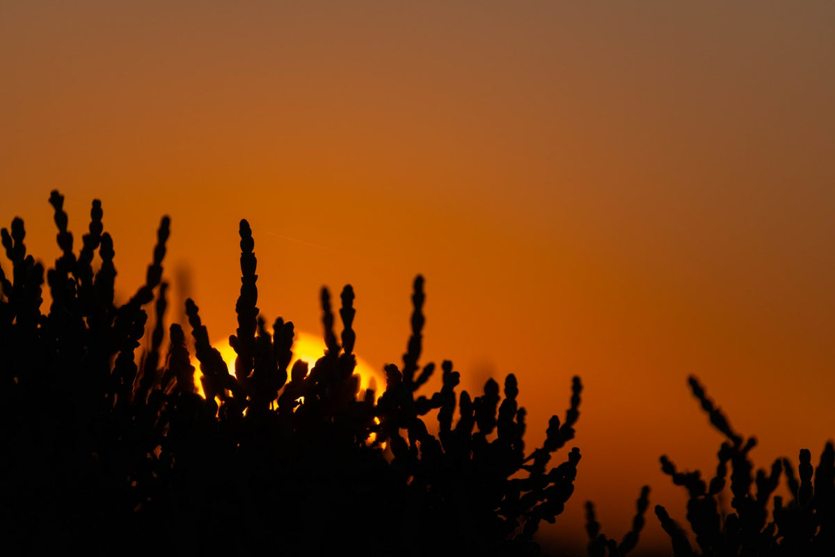 Orange Dusk
