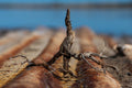 Iron and Wood