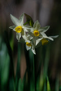 Wild Narcissus