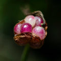 Nature's Jewel Box