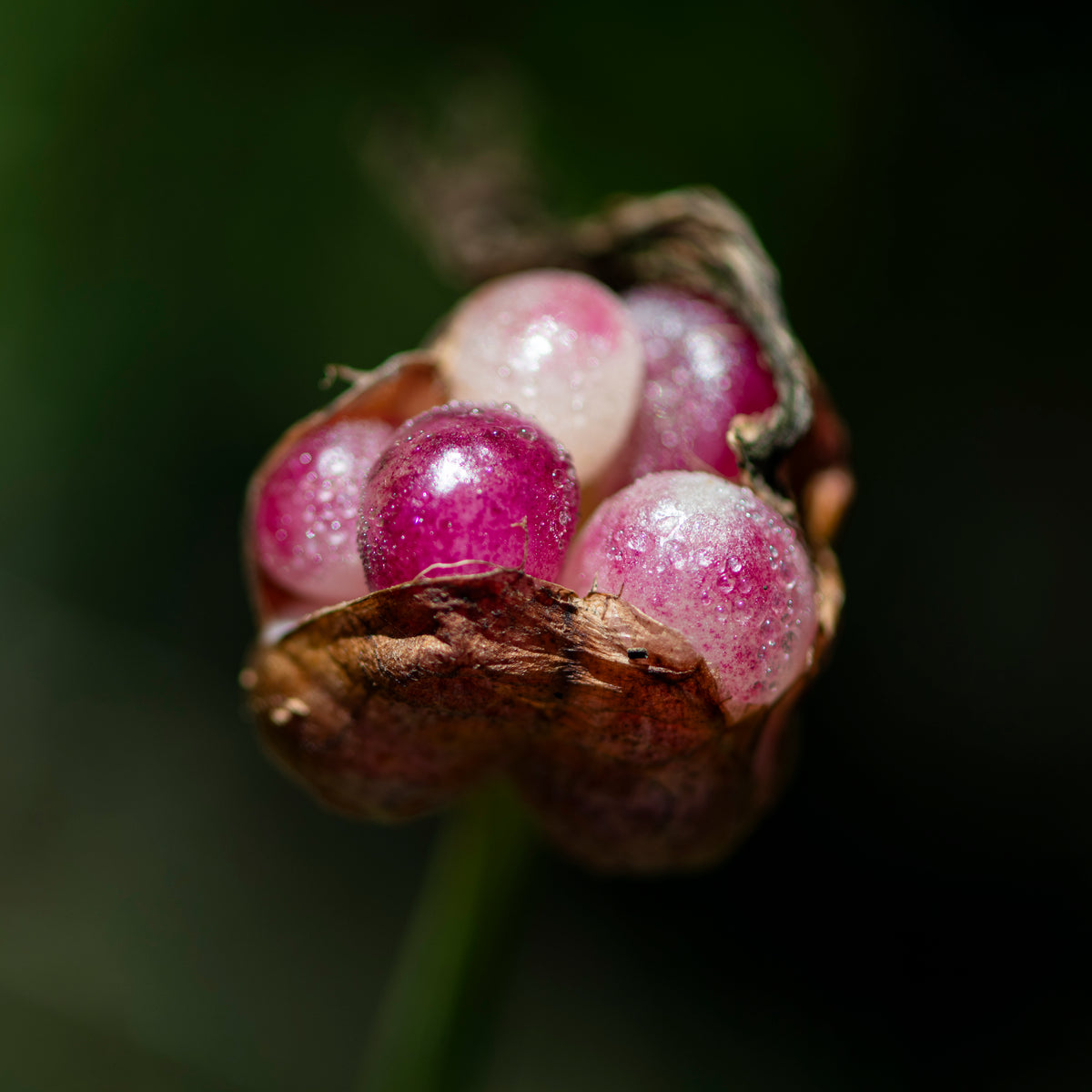 Nature's Jewel Box