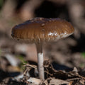 After the Rain