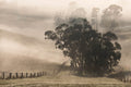 Gathering in the Mist